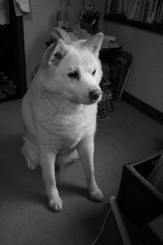 絵とか写真とかビデオとか畑仕事とかやってる