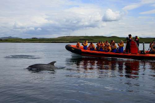 Seafari Adventures are a 5* Visit Scotland marine wildlife tour operator. 
Tours depart throughout the day visiting the famous Gulf of Corryvreckan.
