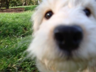 scootapup's profile picture. my name is Scoota and I live with my friend dillydawg and a brown thing which may be a pusscat