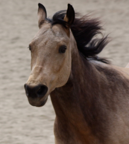 Just horsing around