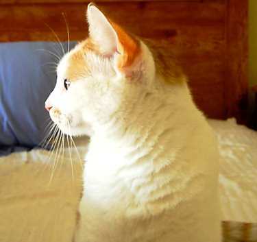 SweetKittyrina's profile picture. Ƹ̵̡Ӝ̵̨̄Ʒ I iz a cat, I sleepz in sunbeamies and play with milk jug pullies.I haz no moniez so don't ask for any! Ƹ̵̡Ӝ̵̨̄Ʒ