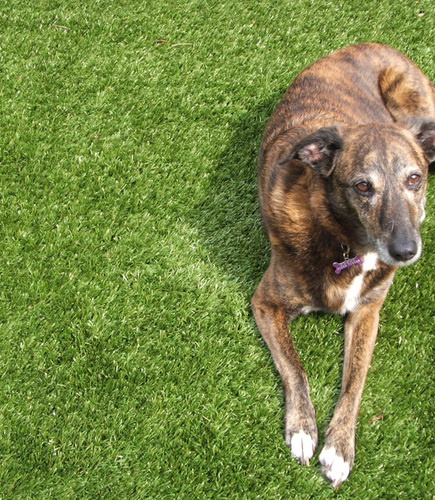 Check out my artificial grass:- http://t.co/L53Oo4yV