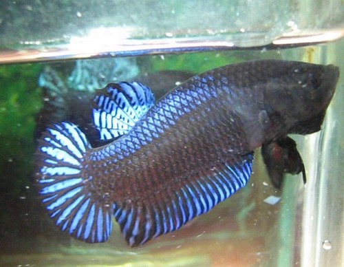 boxingbetta's profile picture. Thank y'all. Follow me if you looking for High quality Betta fish.