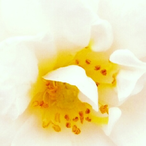 sunflowersgal's profile picture. 