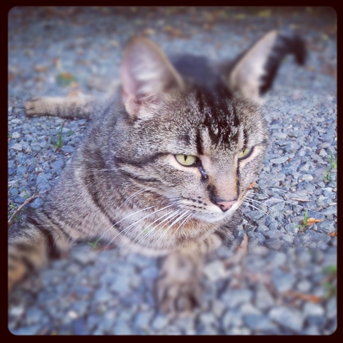 Arkadiailena's profile picture. Une dose de vie, de palmiers, de mer, quelques animaux et beaucoup de couleurs !