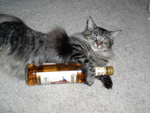 ForeverAlRonn's profile picture. Soy la peor versión de mi misma