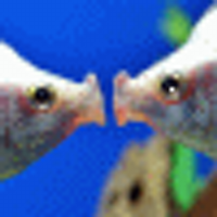 The Fishy (@thefishygtfc) Twitter profile photo