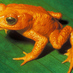 frog (@whitfroehlich) Twitter profile photo frog (@whitfroehlich) Twitter profile photo