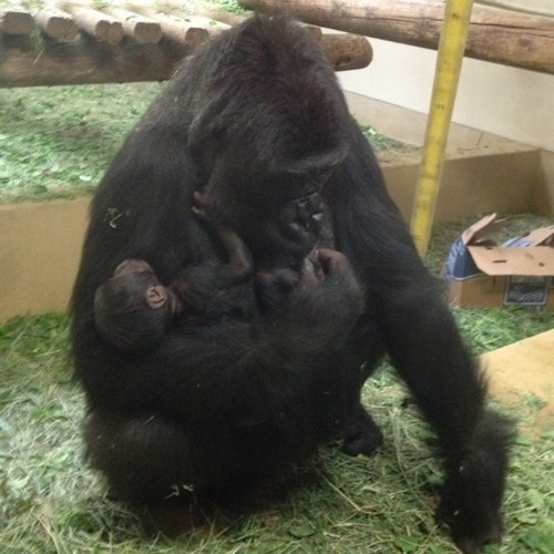 home2executive's profile picture. 