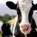 Agricultura Regenerativa (@agregiberica) Twitter profile photo Agricultura Regenerativa (@agregiberica) Twitter profile photo