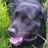 Ellie Doyle - @Labradorkennels - Twitter