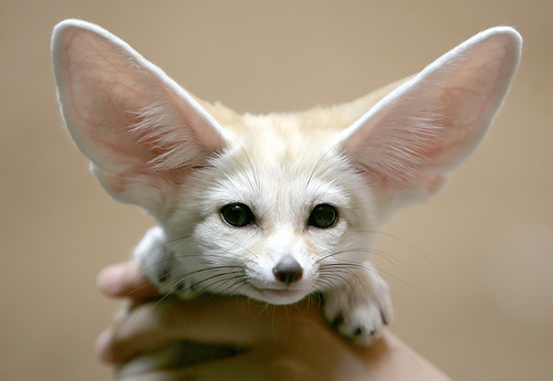 Juss f' fxin' eet urp
u guiz neid 2 falow ur naybor hud F' Fox