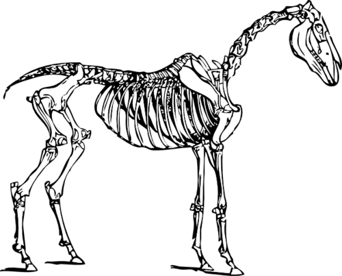 npc to be used by @mlp_DarkBolt, @mlp_Tweak, and @mlp_ponyta. this account will change characters often.
