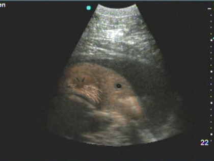 BlueRaevynne's profile picture. 