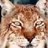 SoonerLynx's profile image