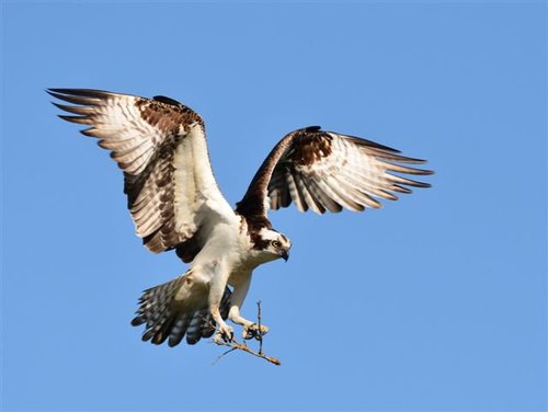 Kootenai National Wildlife Refuge is located in beautiful Bonners Ferry, Idaho. KNWR serves as a resting place for migratory birds on the Pacific Flyway.