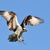 Kootenai NWR (@kootenainwr) Twitter profile photo Kootenai NWR (@kootenainwr) Twitter profile photo