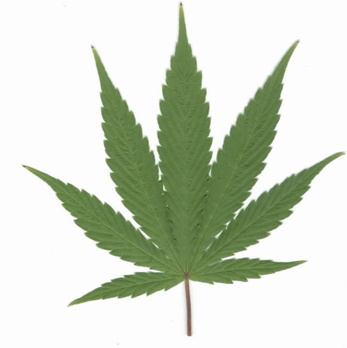 juat a stoner girl paging doctor greenthumb on the reg. smoke weed everyday.  #StonerNation #TeamLegalize