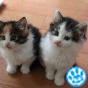 ねこしゃん好きです。ノルさんと暮らしてます。
☆猫モフ団員☆にゃんこアイコンフォローします