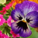 Kathy Cote - @Glorytohisname - Twitter