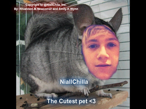 We are the official NiallChilla Twitter.  NiallChilla is Niall Horan as a Chinchilla @NiallOfficial. We love you Niall xx Follow us. We Follow Back :)