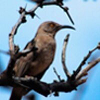T Karney (@pecunium) Twitter profile photo