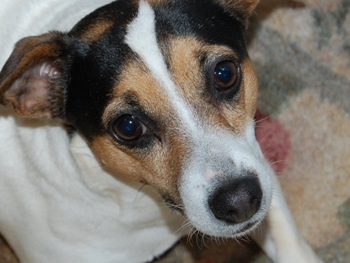 I'm a gi-normous girl-dog in a Jack Russell package. I'm so little that my human calls me Big or The Biggest.