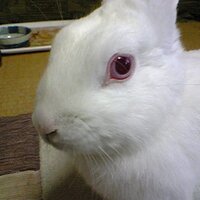 うめはら(@otenbamiya) 's Twitter Profile Photo