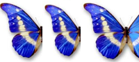 for sale butterflies e insects .
handycraft in butterflies and insects  from Peruvian
of jungle