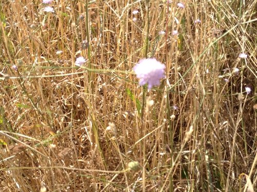 AmbasciaCilento's profile picture. Coming soon. Promozione e coscienza di una terra sorprendente.