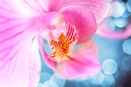 sustainability, eco chic, slowology, wellness, healthy home
