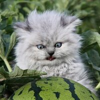 Анастасия Игонова (@igonova_vip) 's Twitter Profile