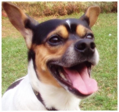 DogLeo's profile picture. Cão, fox-Lata, orelhudo, rockeiro, twitteiro, bonoteísta e fã incondicional do U2. O irmão do Joey e do Bono, o namorado da Gê e o filho da Lain.