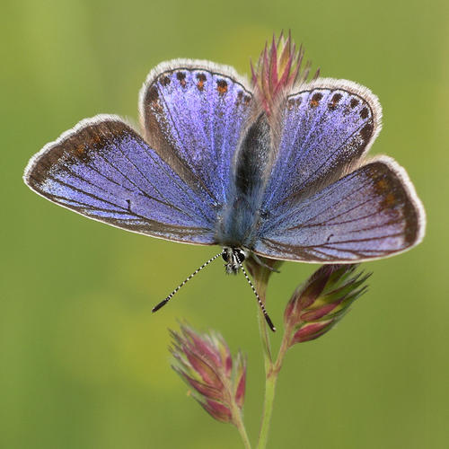 Beds County Recorder for Butterflies  (https://t.co/KqAnnaOUOx)  Volunteer at @WildlifeBCN & @HigginsBedford https://t.co/FkJCbTsTTe