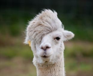 kiiroidori_3's profile picture. KISEI🔔されました