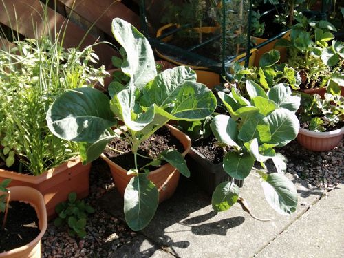 elpaisehunde's profile picture. 