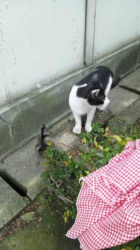 ran_momo_chan's profile picture. センター収容犬の代理投稿をしています。「ペットのおうち」はセンターのHPではありませんので直接のお問合わせはご遠慮下さい💦登録ボランティアさんを通すことが必須ルールです！（業務の支障となる行為はNGです💦）Ｘは拡散用ツールですので「ペットのおうち」からお問合わせいただきますよう宜しくお願いいたします。