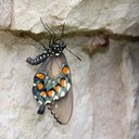 Sara Hazard - @zara119 - Twitter