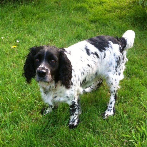 Sprocketsmum's profile picture. 