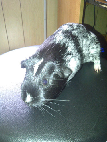 Maddietheguinea's profile picture. Hi! If you don't like lettuce you are nothing like this piggy!!