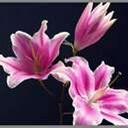 jillian spears - @jilly_lillie - Twitter