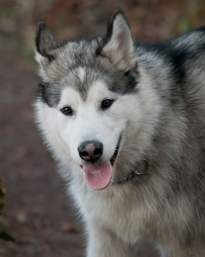 merlinshandler's profile picture. Photographer, Tutor