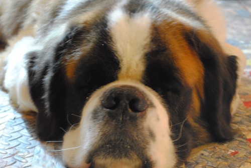 stbernardsphynx's profile picture. I'm Mozart! Clever, lazy and friendly St. Bernard. Love snacks, my favs are squeaky toys, and my daddy’s shoes! Follow me and my lil' sphynx sister Bella Donna.