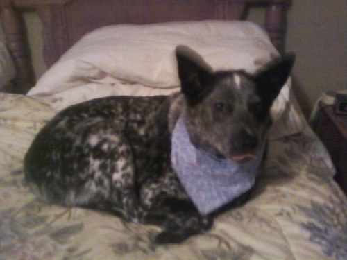 wingdingjohnson's profile picture. 