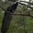saheen6's profile image
