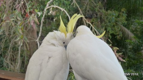 Polly_on_Dolly's profile picture. 