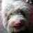 Sumo_TheDog's profile image