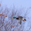 braden ryan - @bradenryan2 - Twitter