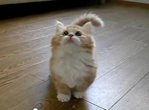 猫が大好きです。