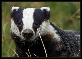 Follow BadgerBadgerTees